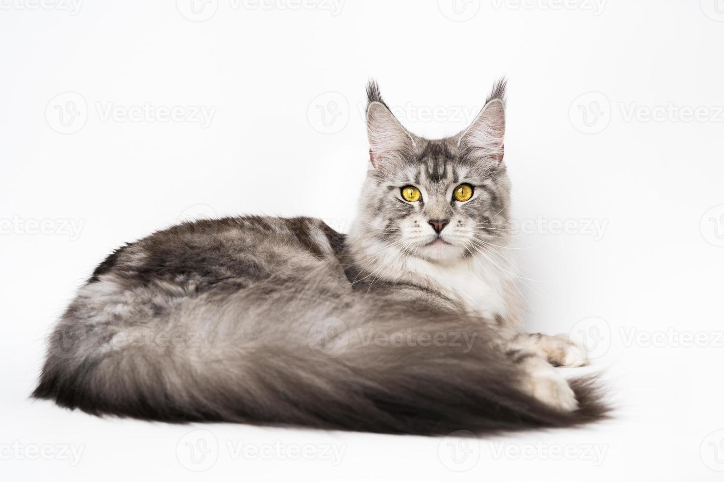 gehorsam Maine Waschbär Katze schwarz Silber klassisch Tabby und Weiß Farbe Lügen Nieder auf Weiß Hintergrund foto