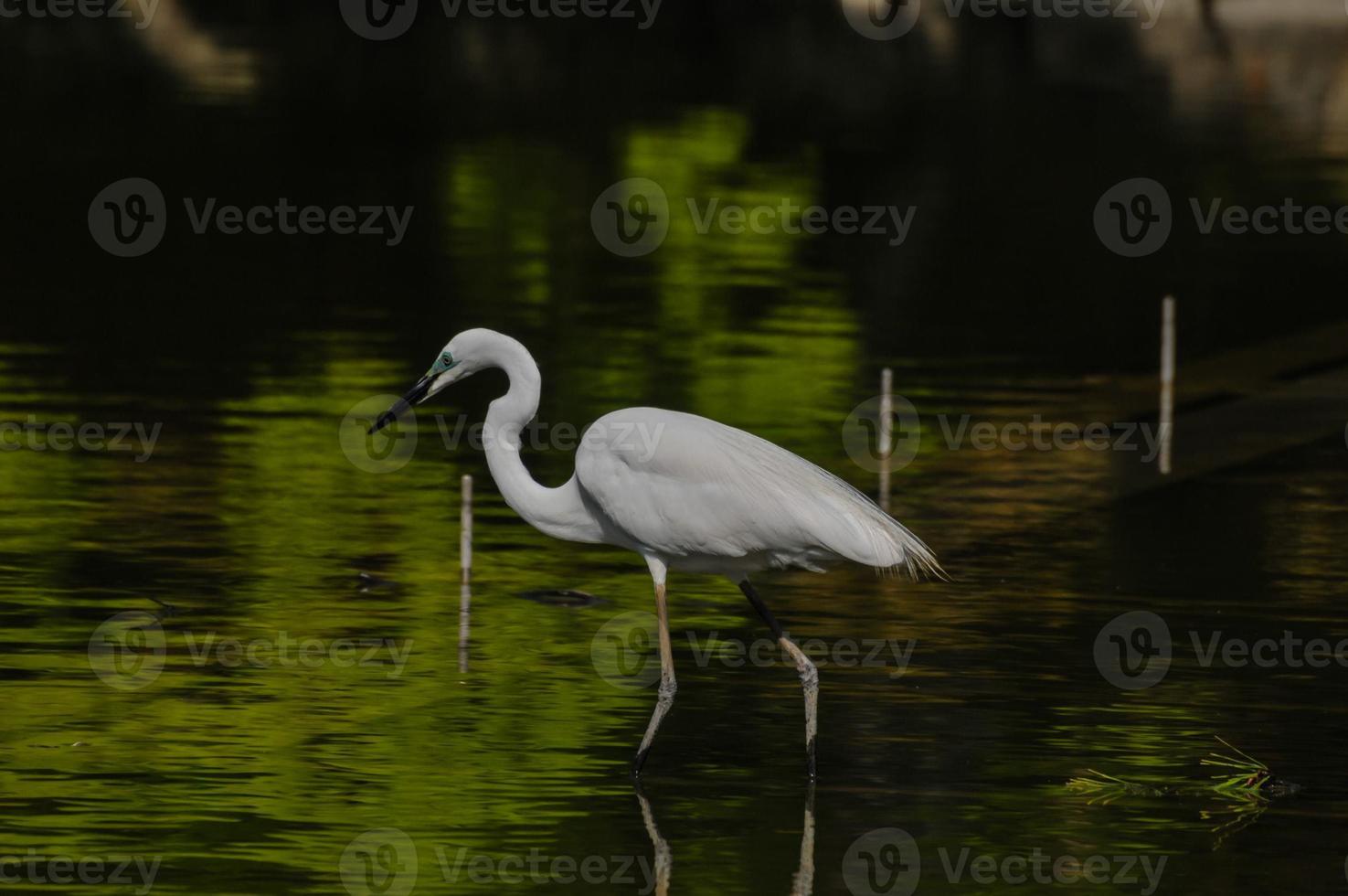 weißer Reihervogel foto