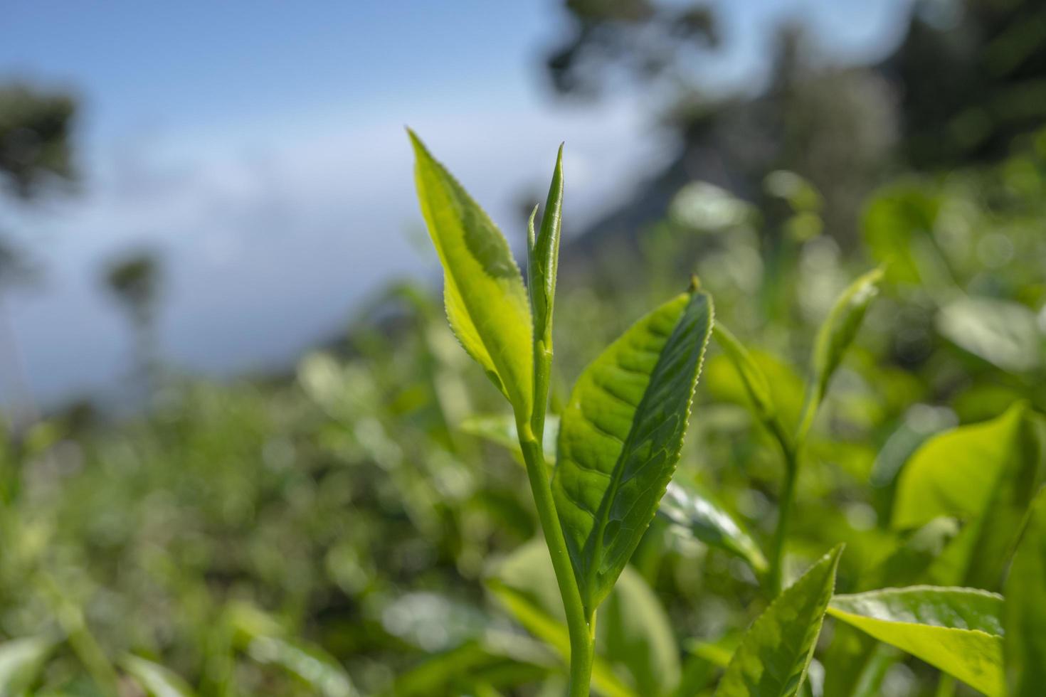 schließen oben Foto von Grün Tee Blatt wann Frühling Jahreszeit mit wolkig und Blau Himmel. das Foto ist geeignet zu verwenden zum Garten Hintergrund, Natur Poster und Natur Inhalt Medien.