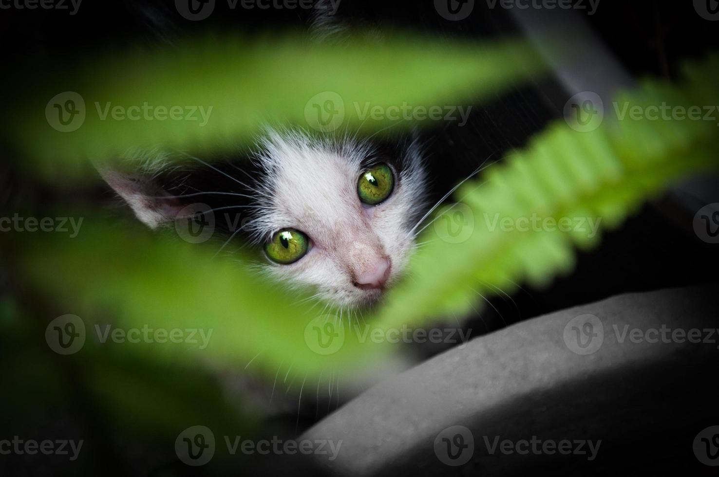 Kätzchen mit schön Grün Augen, Tier Porträt, verspielt Katze entspannend Ferien foto