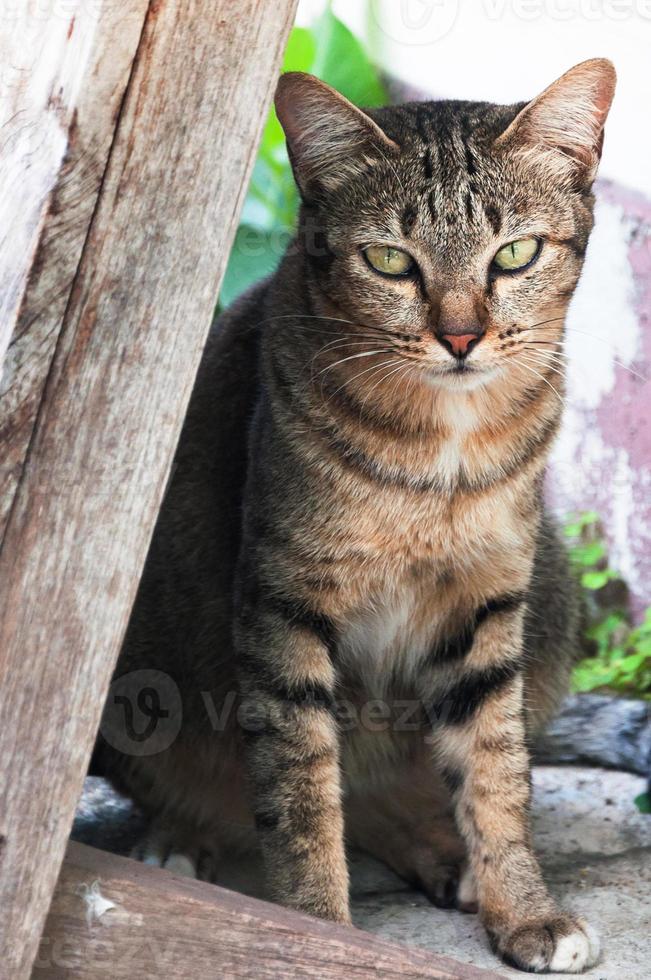 Tabby Bengalen Katze Sitzung auf das Boden, braun süß Katze, Katze lügnerisch, spielerisch Katze entspannend Urlaub, Vertikale Format, selektiv Fokus foto