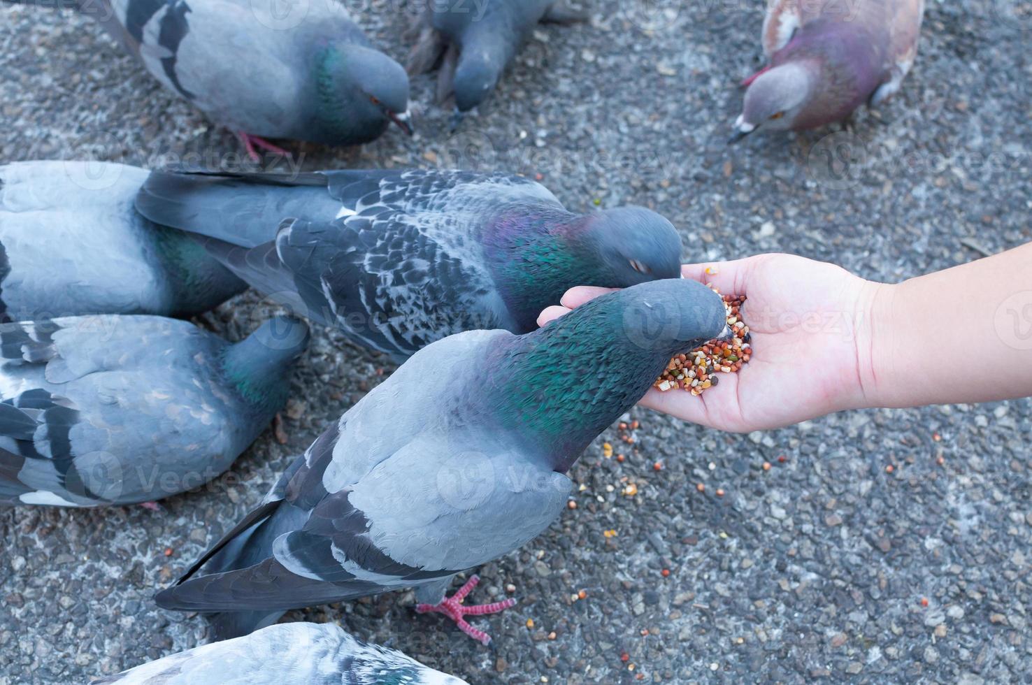 taube frisst von frauenhand im park, füttert tagsüber tauben im park foto