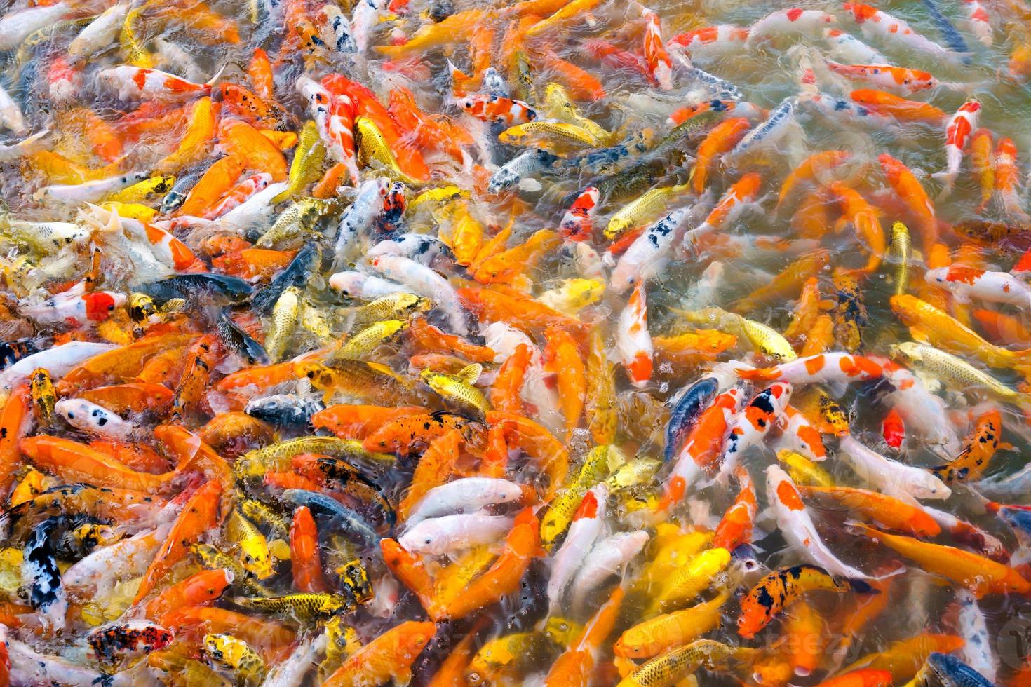 schöne Karpfen-Koi-Fische schwimmen im Teich im Garten foto