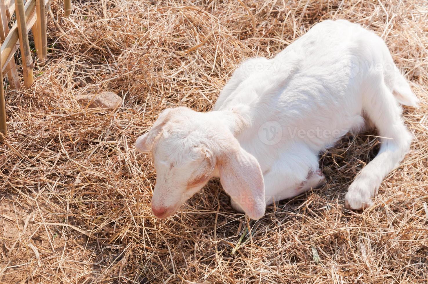 weiße ziegen auf dem bauernhof, ziegenbaby auf einem bauernhof foto