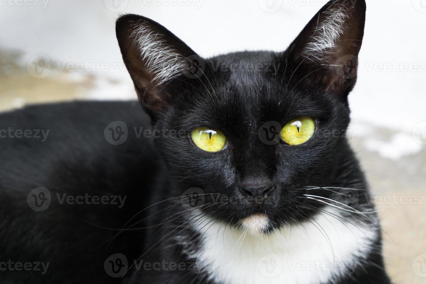 schwarz Katze mit hell Gelb Augen, entspannend schwarz Katze Nahansicht foto