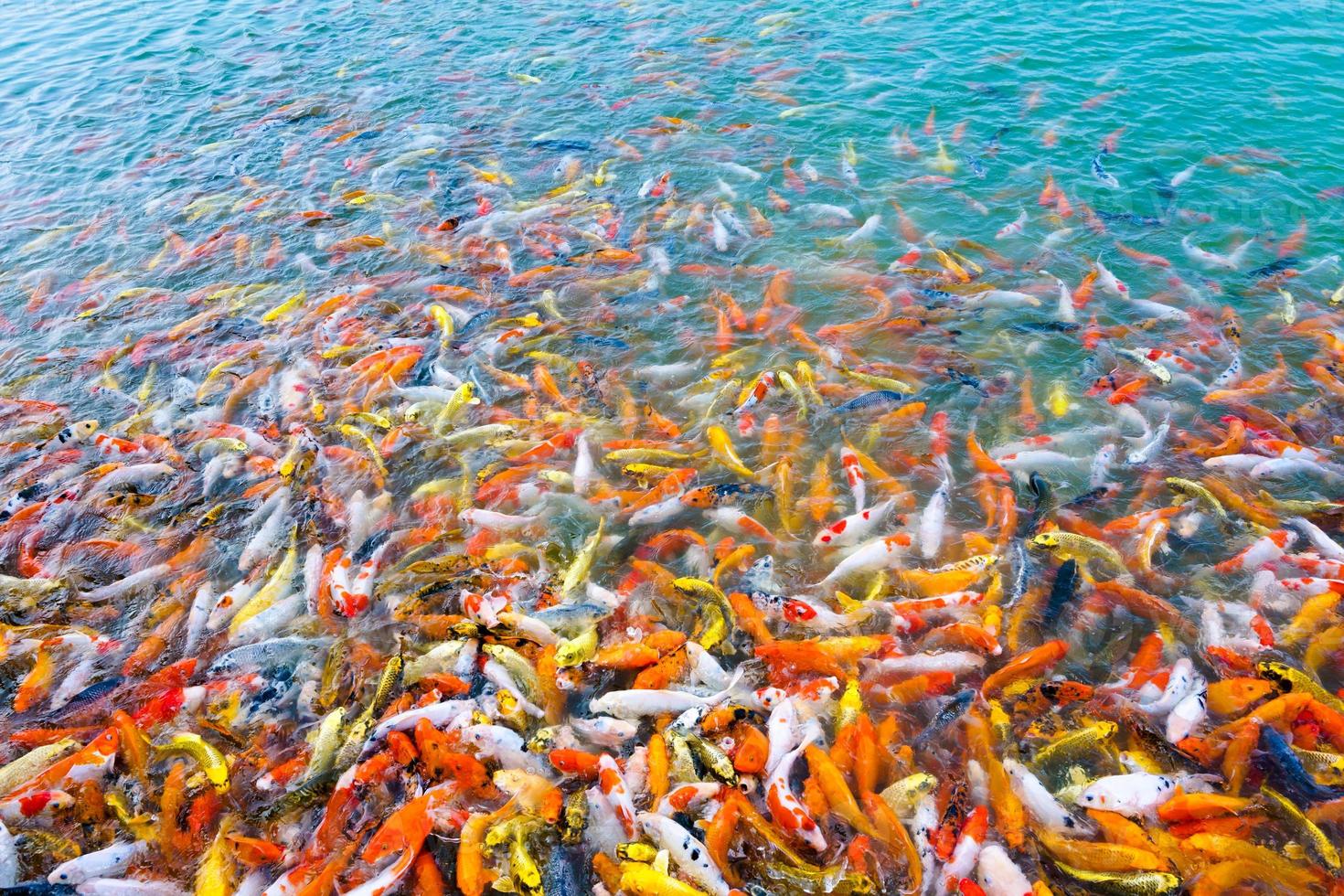 schöne Karpfen-Koi-Fische schwimmen im Teich im Garten foto