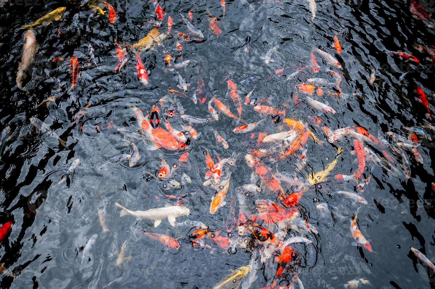 schöne Karpfen-Koi-Fische schwimmen im Teich im Garten foto