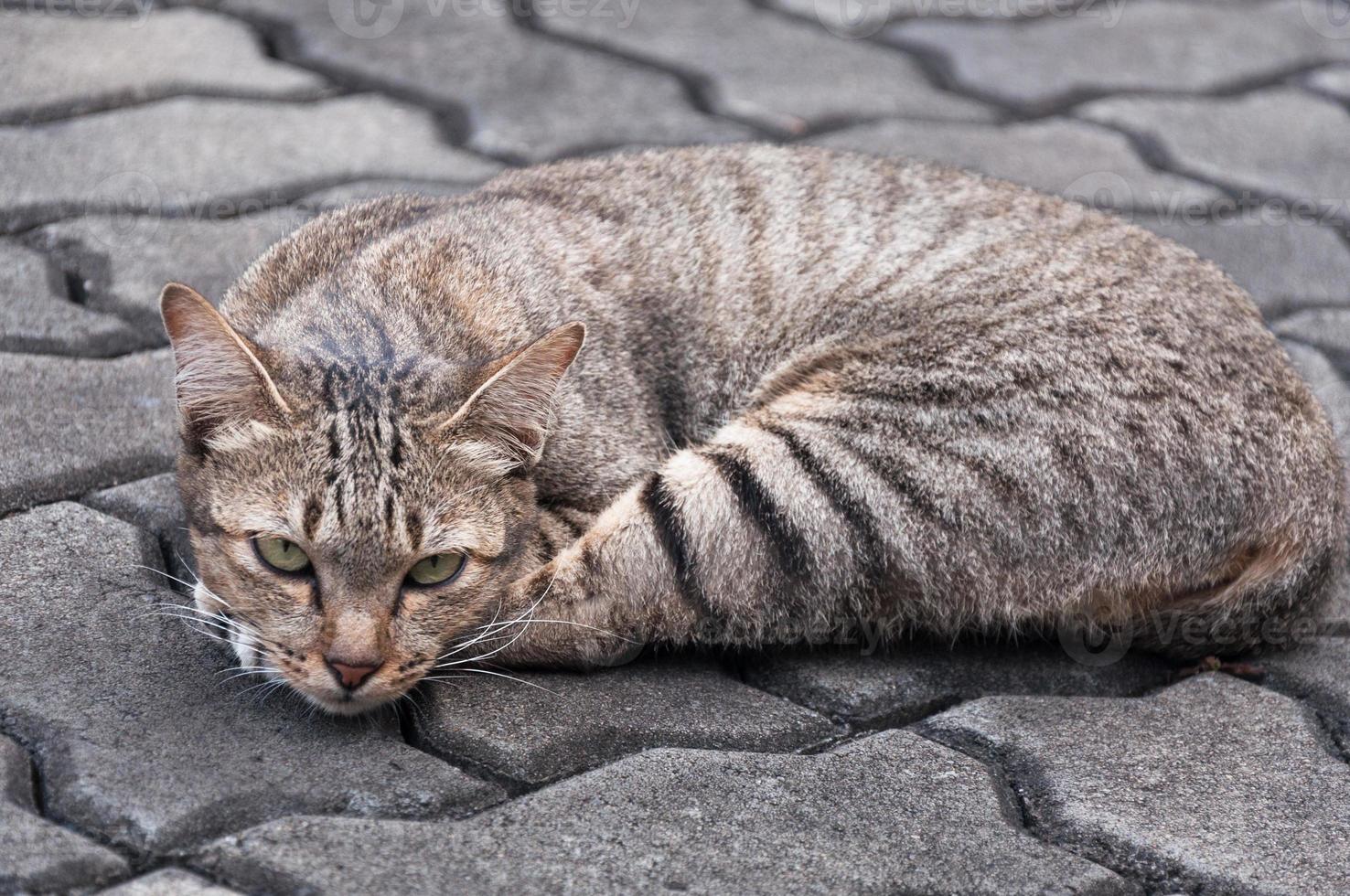 schön Katze mit Augen suchen ,braun süß Katze, Katze lügnerisch, spielerisch Katze entspannend Ferien foto