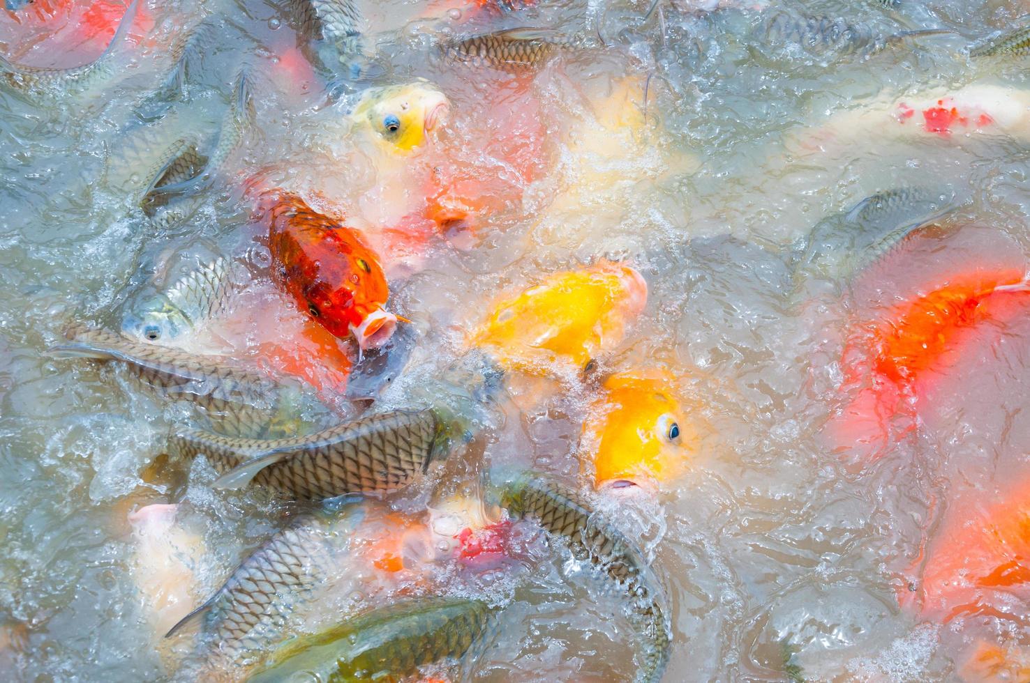 schöne Karpfen-Koi-Fische schwimmen im Teich im Garten foto