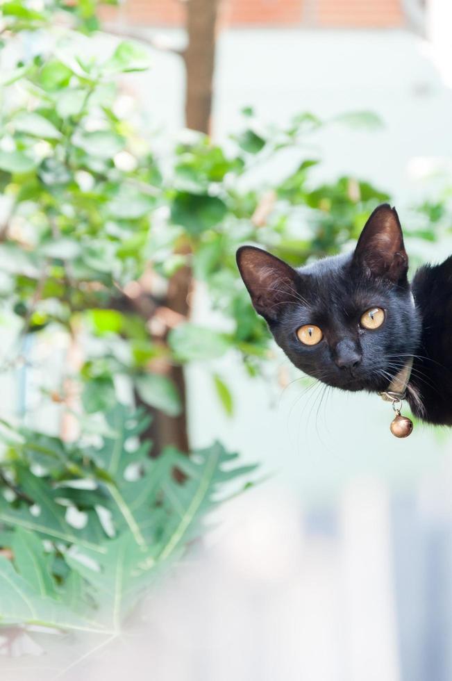 schwarz Katze suchen beim das Kamera, Tier Porträt schwarz Kätzchen foto