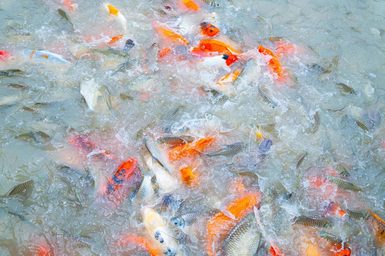 schöne Karpfen-Koi-Fische schwimmen im Teich im Garten foto