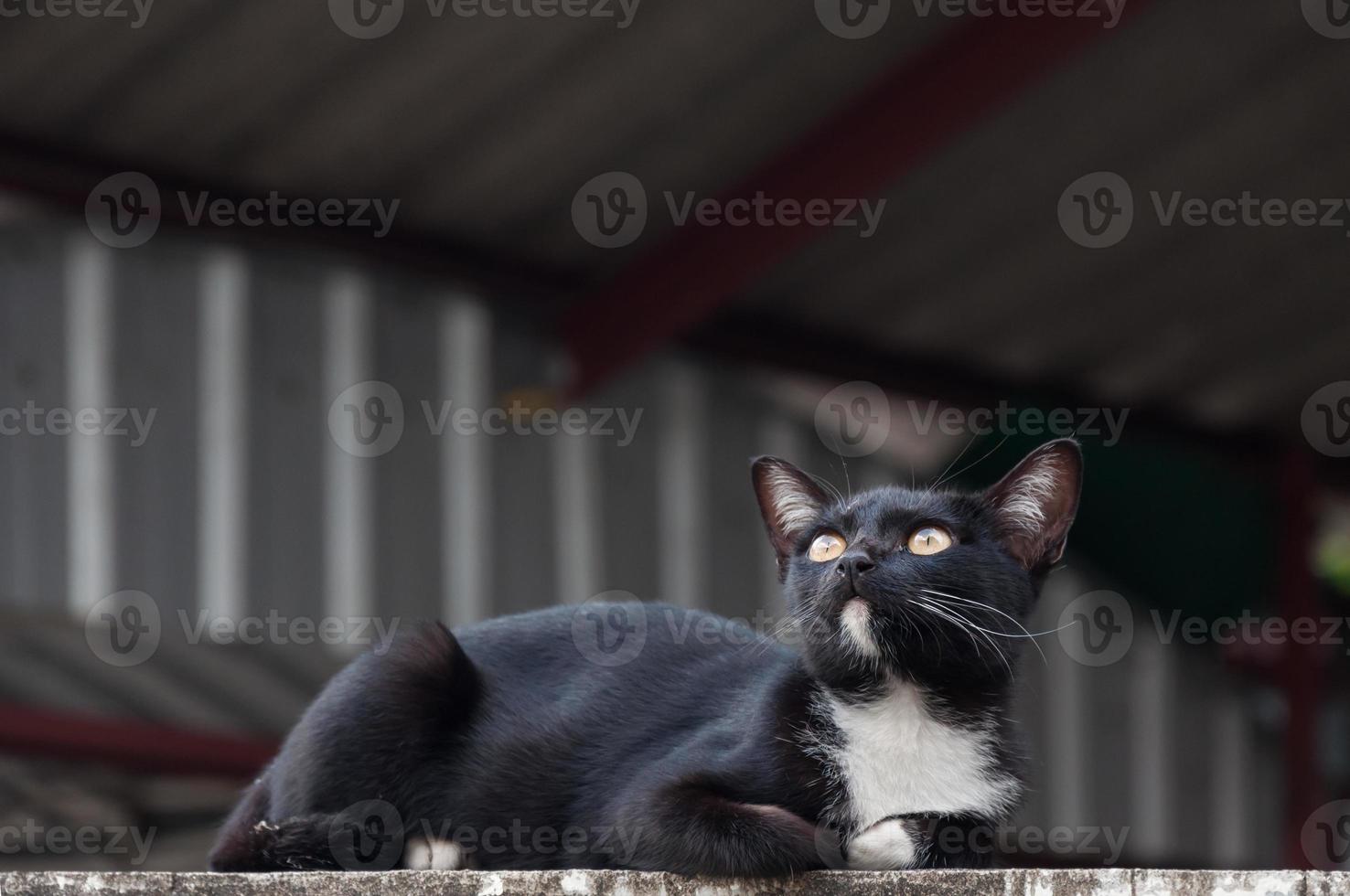 schwarz Katze sitzen geduckt suchen oben Aussicht auf das Beton Mauer ,selektiv Fokus foto