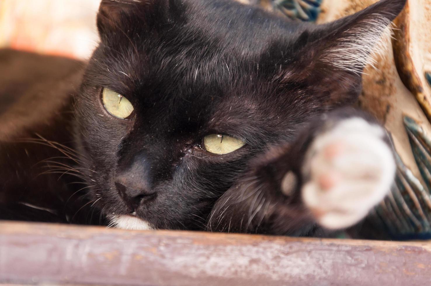 schwarz Katze mit Grün Augen foto