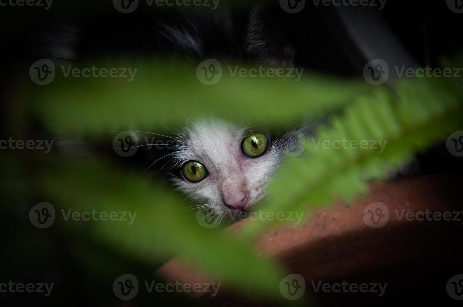 Kätzchen mit schön Grün Augen, Tier Porträt, verspielt Katze entspannend Ferien foto