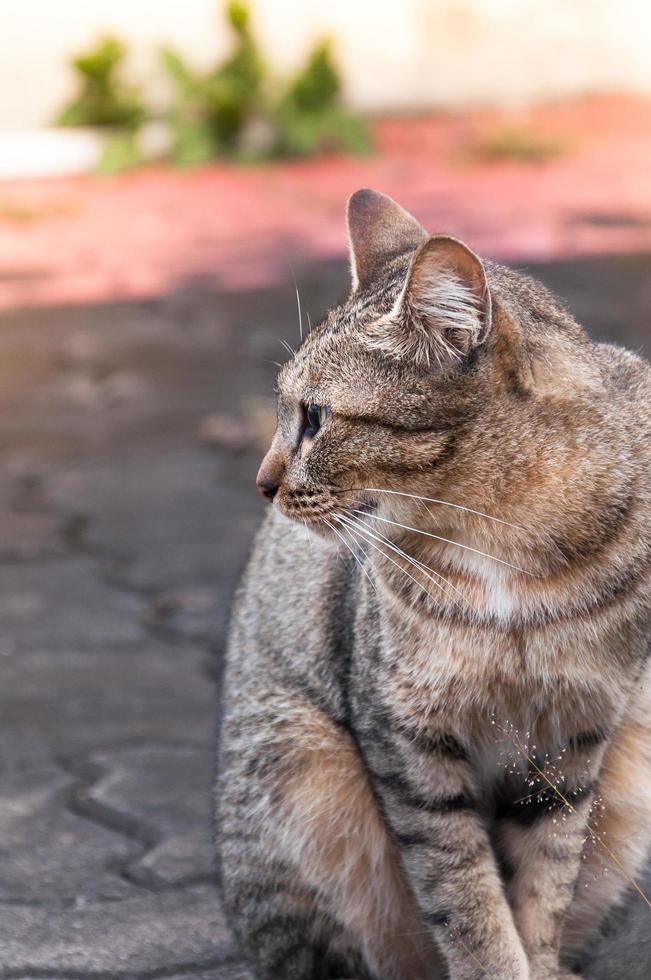 Tabby Bengalen Katze Sitzung auf das Boden, braun süß Katze, Katze lügnerisch, spielerisch Katze entspannend Urlaub, Vertikale Format, selektiv Fokus foto