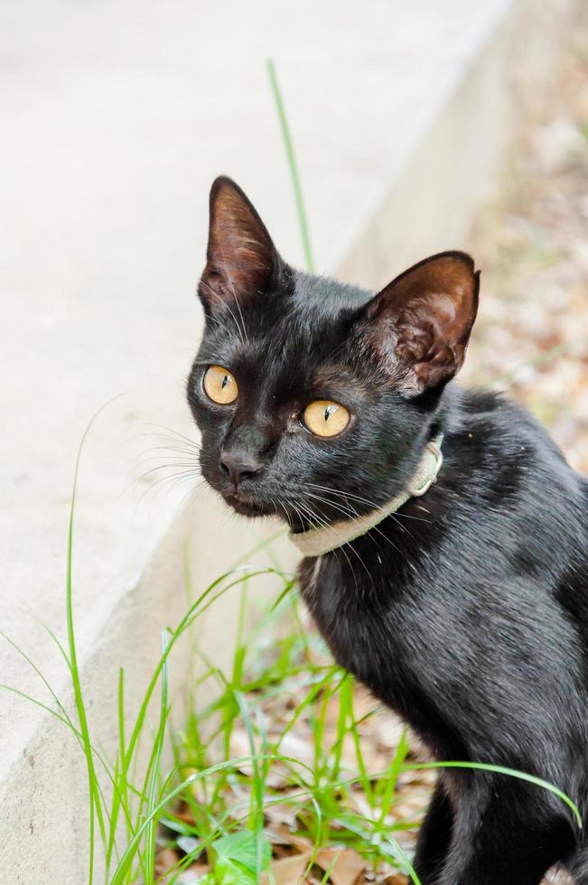 ein schwarz Katze im Gemeinschaft schwarz Katze im Herbst Blätter schließen oben Foto , Tier Porträt schwarz Kätzchen