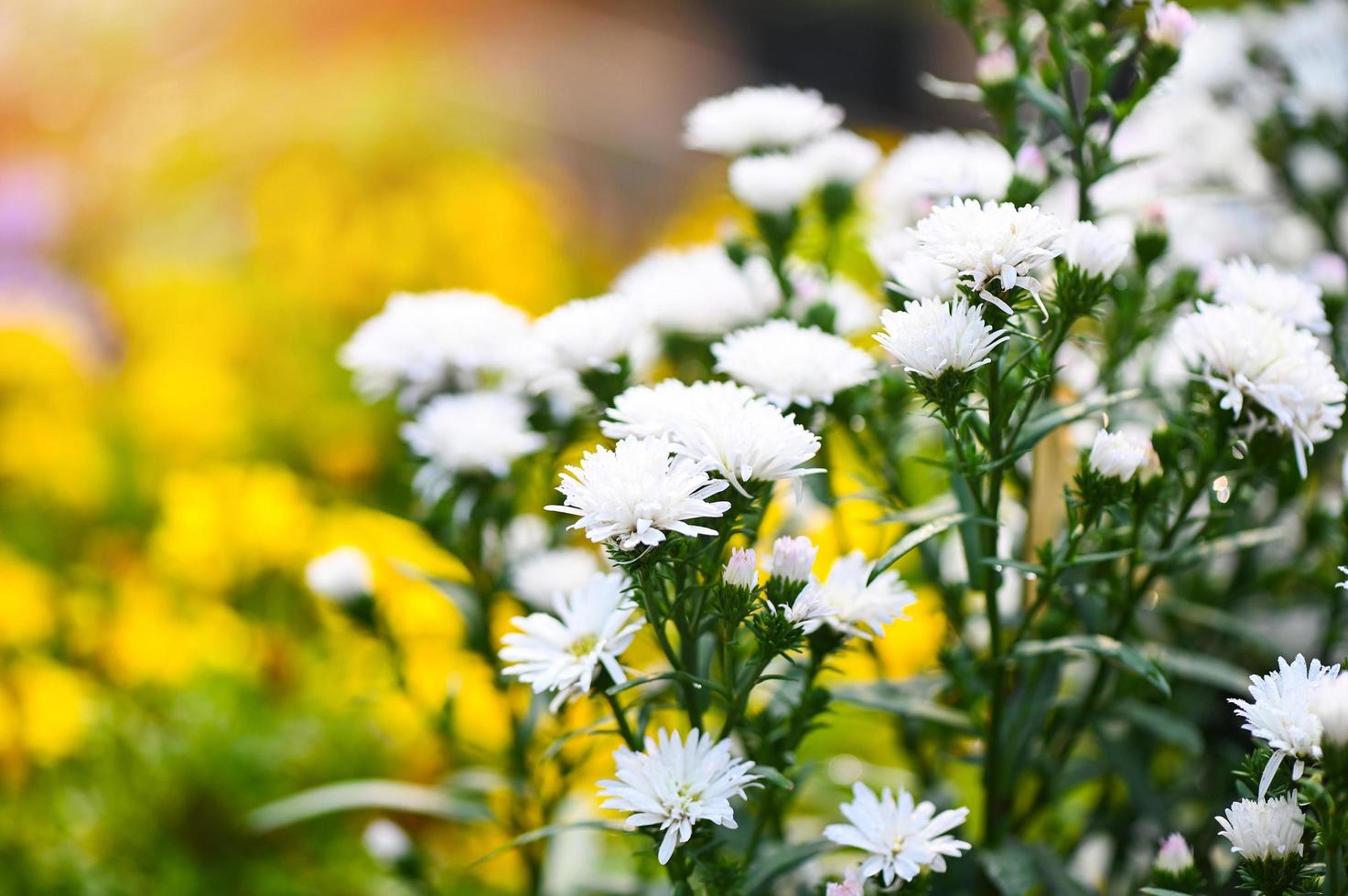 Weiß Blumen im das Garten Margerite, Margerite Michaeli Gänseblümchen, Boston Gänseblümchen, Paris Gänseblümchen, cobby Gänseblümchen und Dill foto