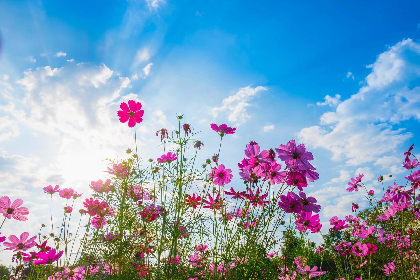 Kosmosblumen mit einem blauen Himmel foto