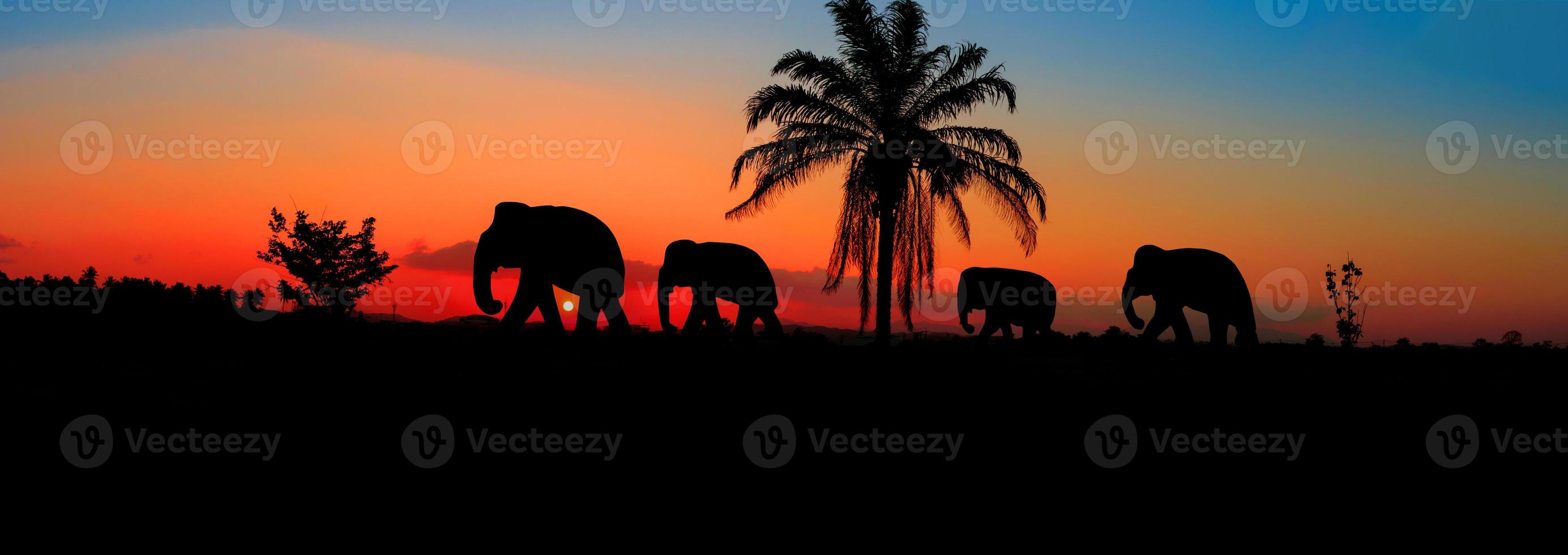 Panorama Silhouette Elefant Herde Tiere Tierwelt Gehen im Dämmerung Sonnenuntergang schön Hintergrund. mit Kopieren Raum hinzufügen Text foto
