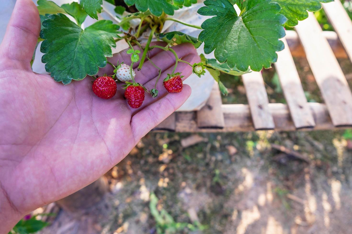 Hand hält Erdbeeren foto