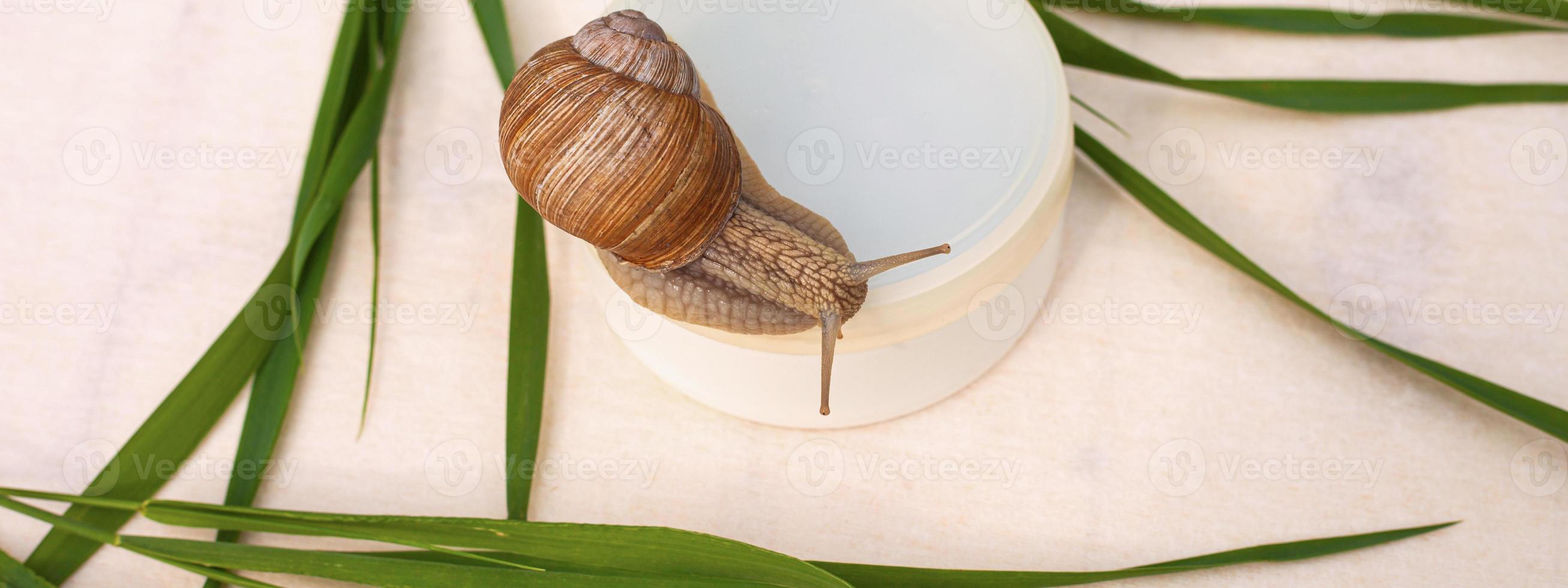 Schnecke und Blätter foto