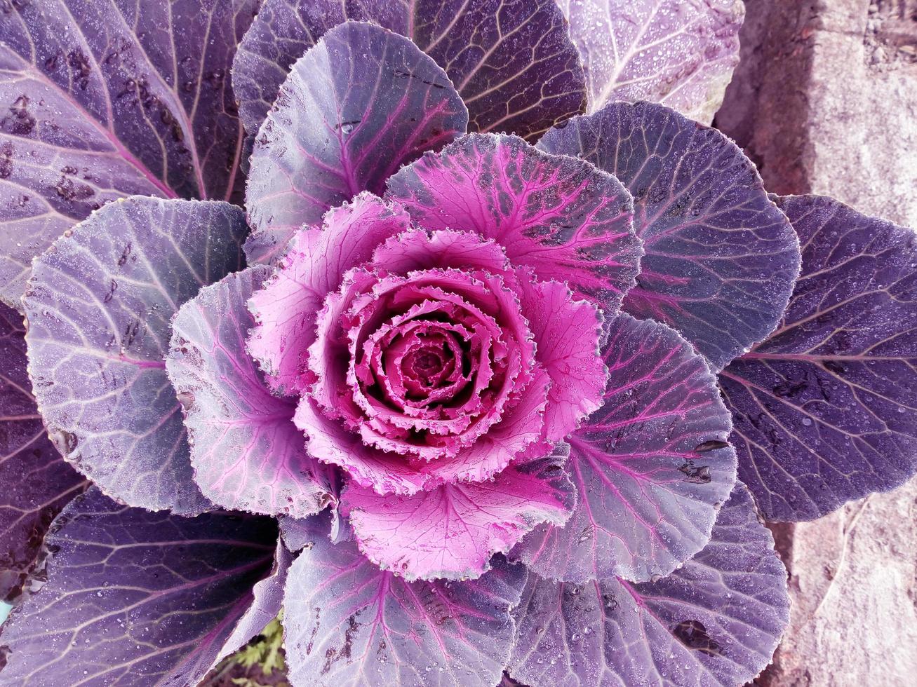 Kohl Blume. lila Blumenkohl. Brassica oleracea. violett Kohl Gemüse Vegetarier und vegan Lebensmittel. foto