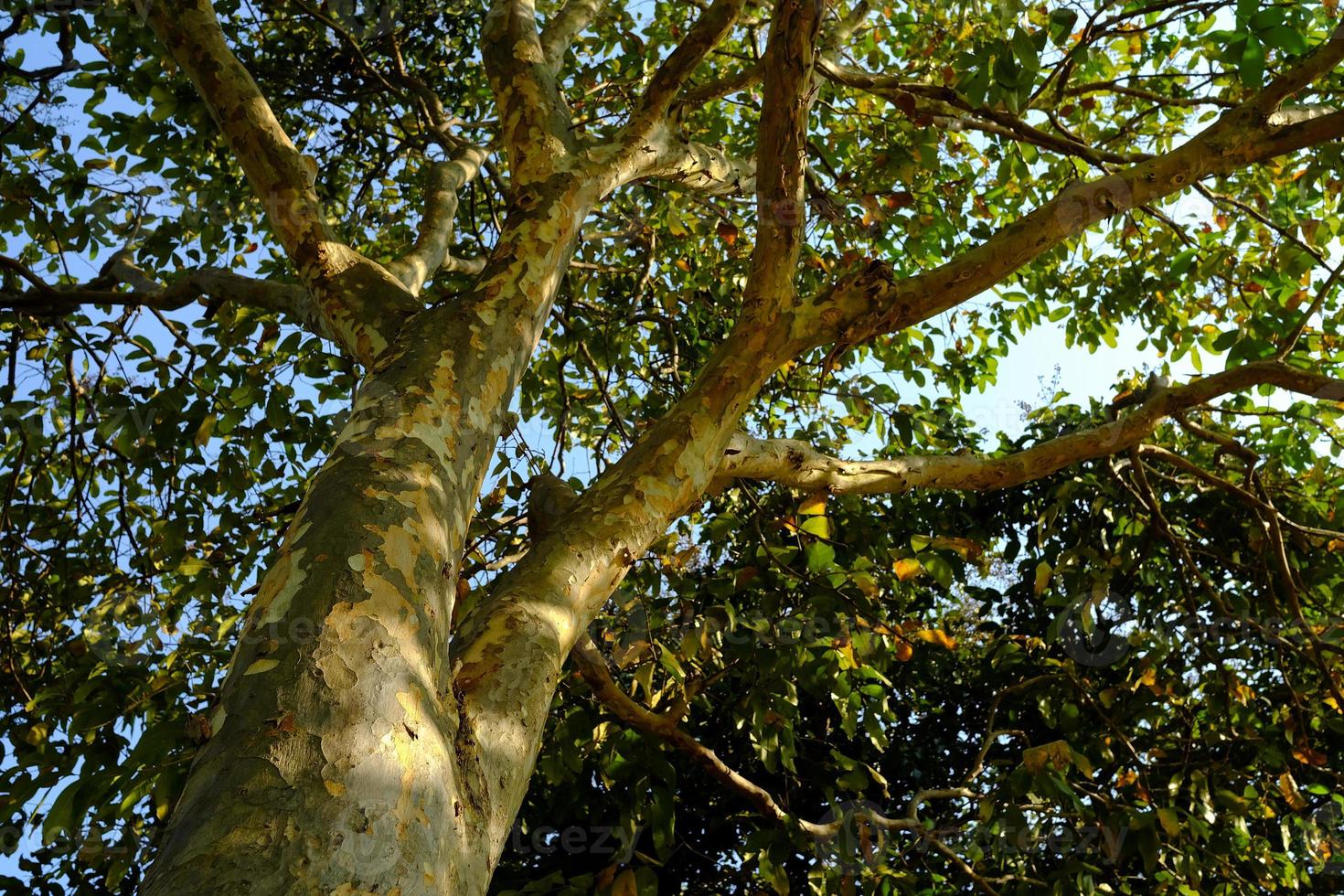 Unterseite Aussicht von Bäume im das Garten. foto