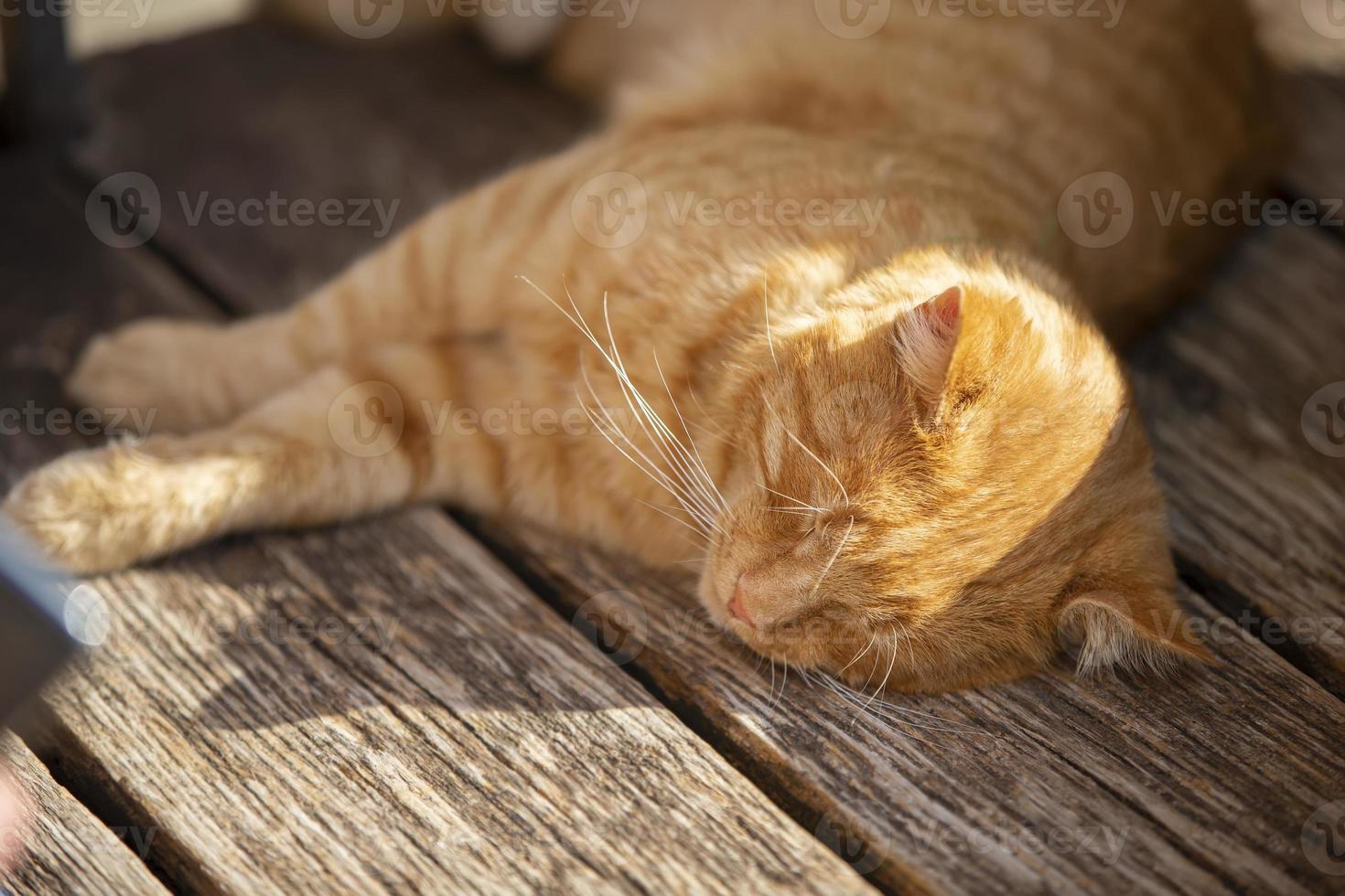 Ingwer Straße Katze schläft auf ein hölzern Bank im das Sonne. foto