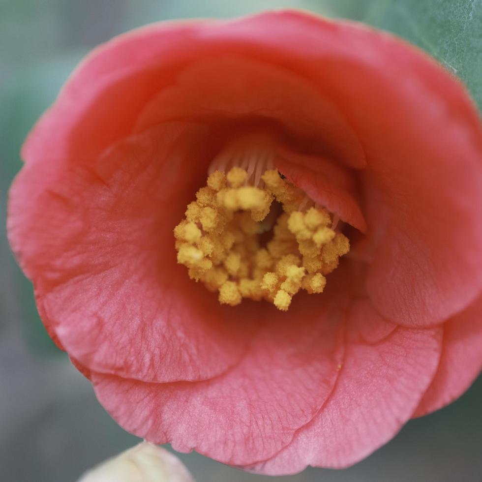 ein Strauß von Kamelie japonica foto