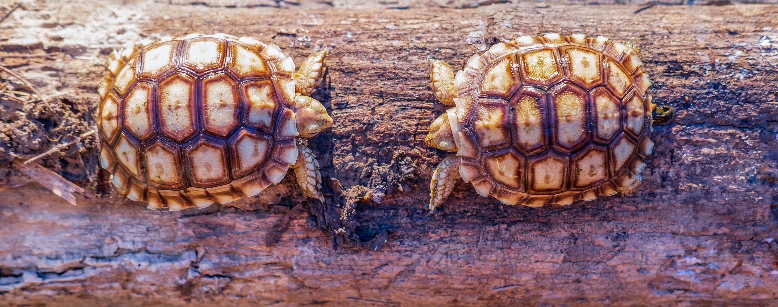 schließen oben von zwei Sulcata Schildkröte oder afrikanisch angespornt Schildkröte klassifiziert wie ein groß Schildkröte im Natur, oben Aussicht von Paar schön Baby afrikanisch Sporn Schildkröten auf ein groß Log foto
