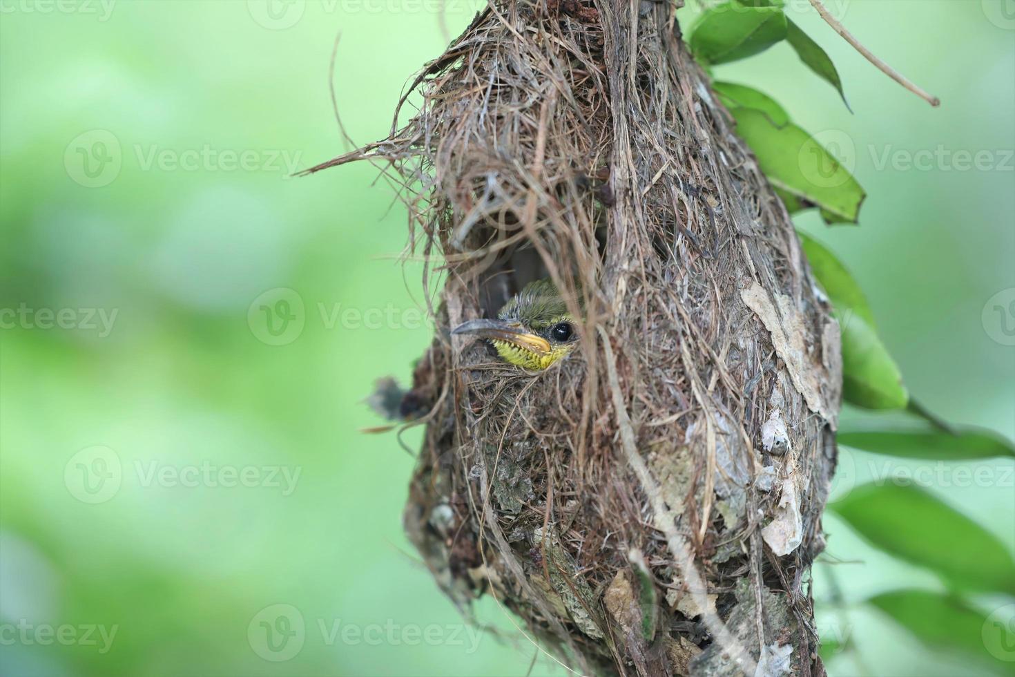 Baby olivgrün Sunbird im es ist Nest foto