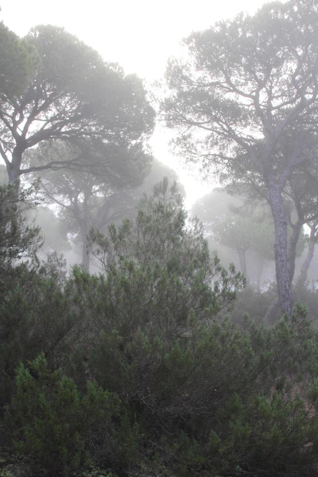 Wald mit Nebel und Nostalgie foto