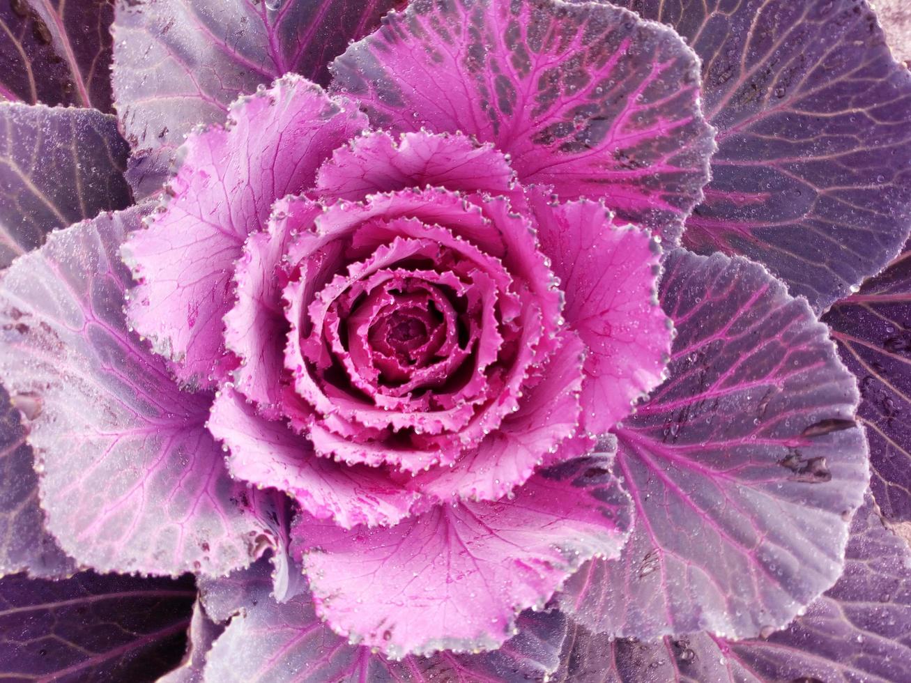 Kohl Blume. lila Blumenkohl. Brassica oleracea. violett Kohl Gemüse Vegetarier und vegan Lebensmittel. foto