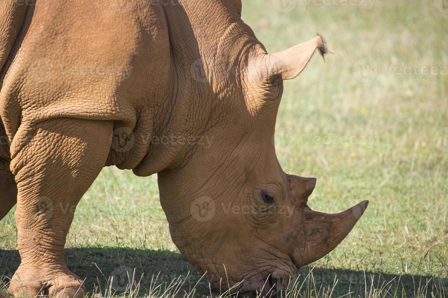 Erwachsene Nashorn auf Wiese foto