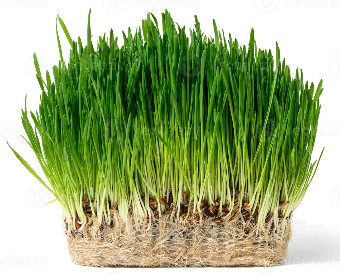 Grün Weizen Sprossen auf ein Weiß isoliert Hintergrund, ein Busch zum Dekoration foto
