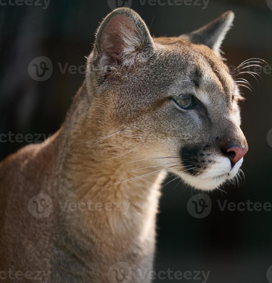 Porträt von ein Erwachsene weiblich Puma auf ein Frühling Tag foto