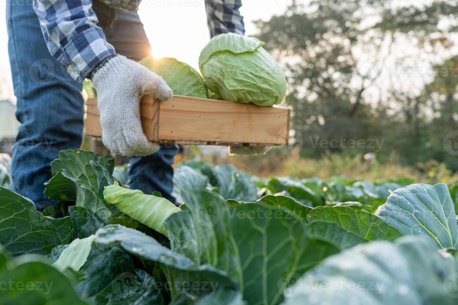 Mann Farmer mit frisch Gemüse, Kohl Ernte, natürlich Auswahl, organisch, Ernte Jahreszeit, landwirtschaftlich Geschäft Eigentümer, jung Clever Rahmen, gesund Lebensstil, Bauernhof und Garten Direkte, nicht giftig foto