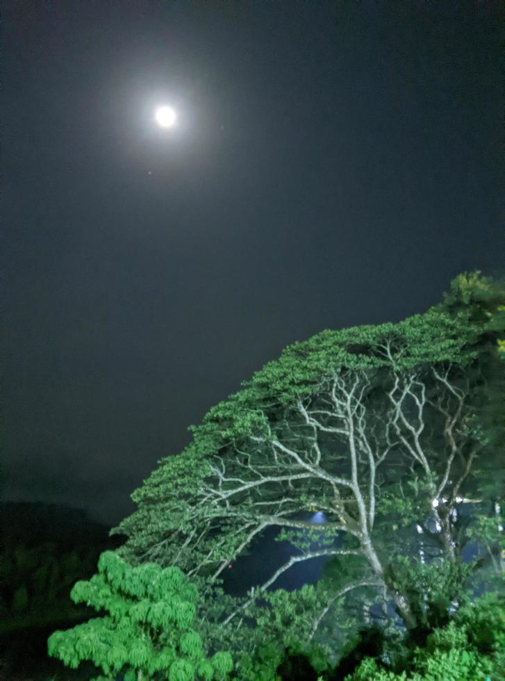 ein voll Mond ist über ein Baum im das Mitte von ein dunkel Nacht. foto