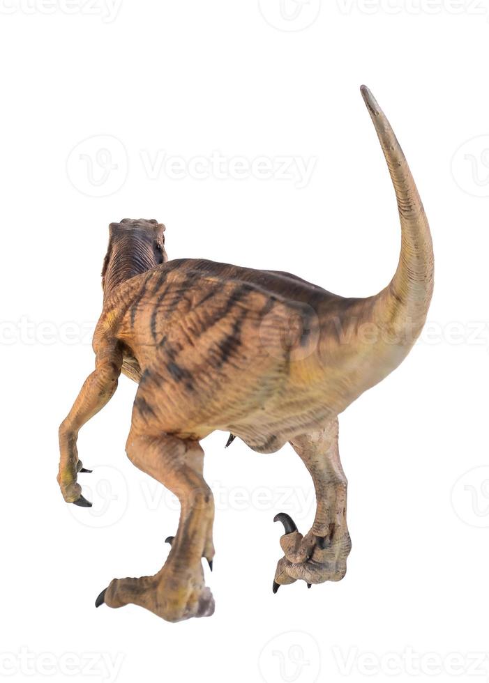 Dinosaurier , Velociraptor isoliert Hintergrund foto