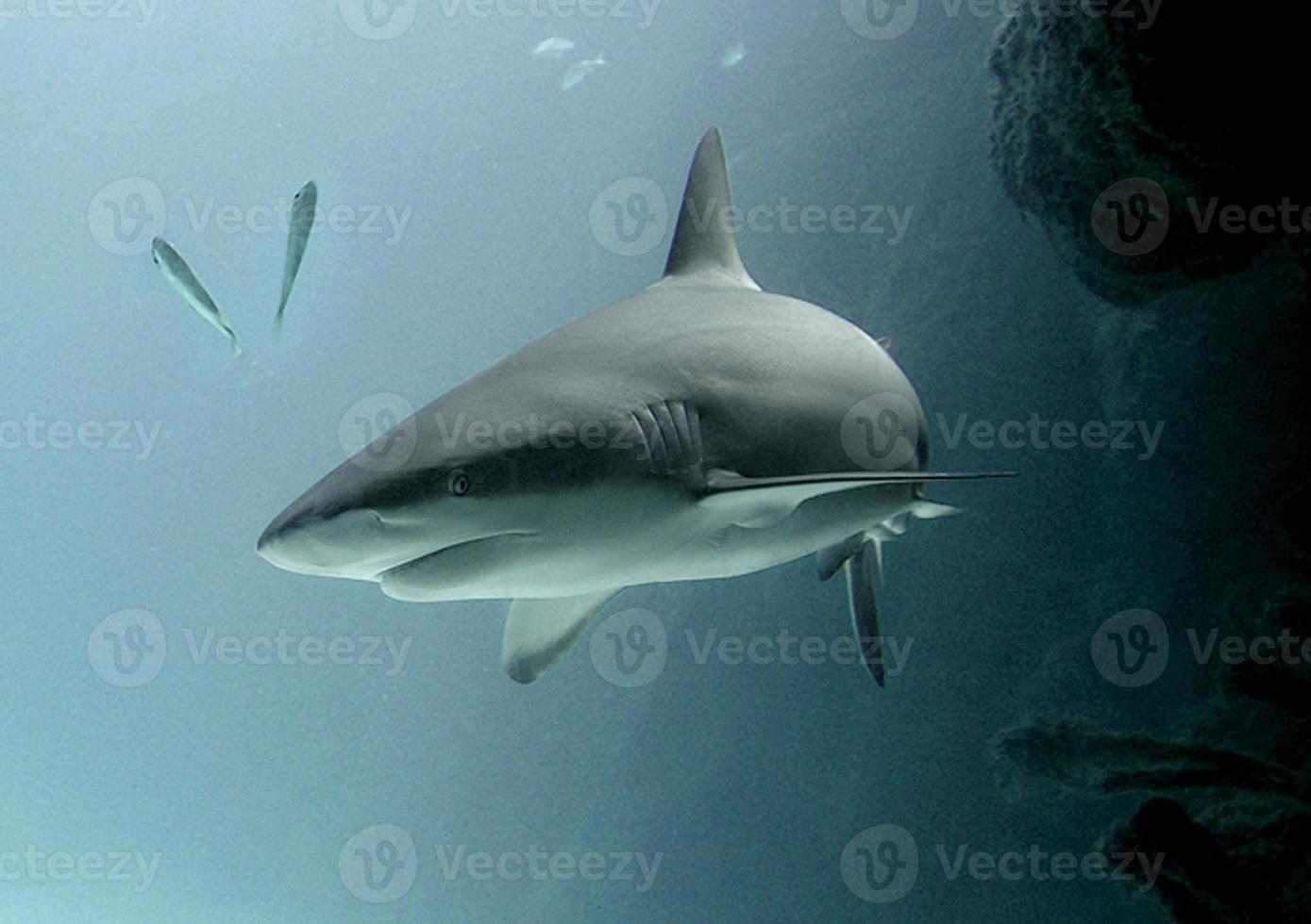 aus das Küste von Florida, ein groß Stier Hai kann Sein gesehen entstehenden von ein Höhle und Schwimmen im öffnen Wasser. foto