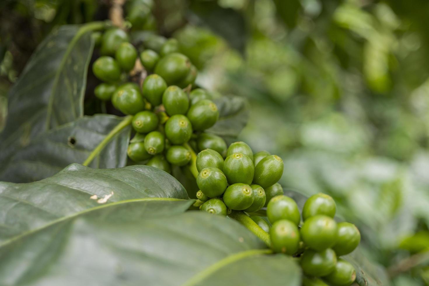 schließen oben Foto von Grün Kaffee Bohne wann Frühling Jahreszeit. das Foto ist geeignet zu verwenden zum Natur Hintergrund, Inhalt Sozial Medien und Obst Poster.