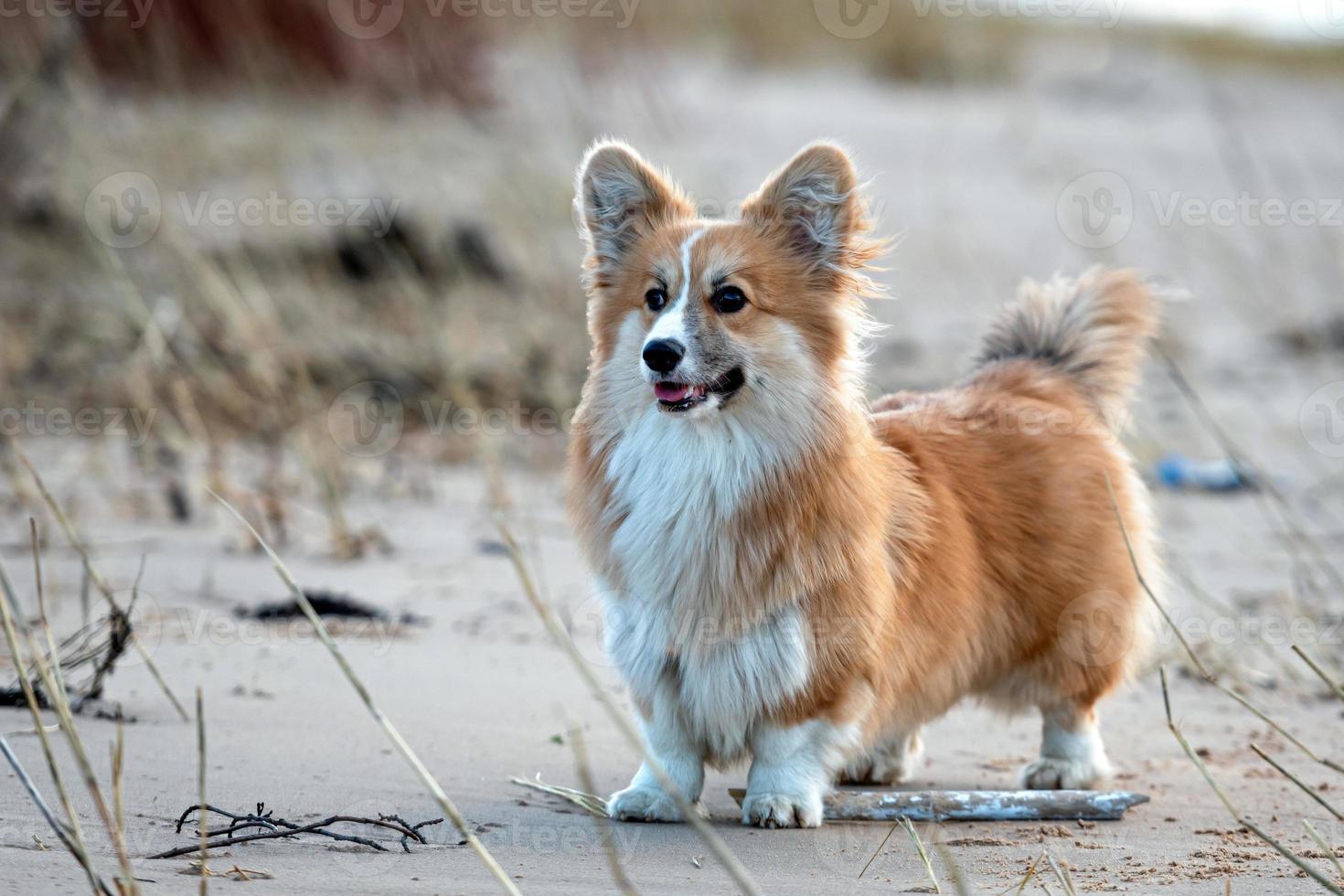 Der walisische Corgi-Welpe läuft am Strand herum und spielt mit einem Stock foto