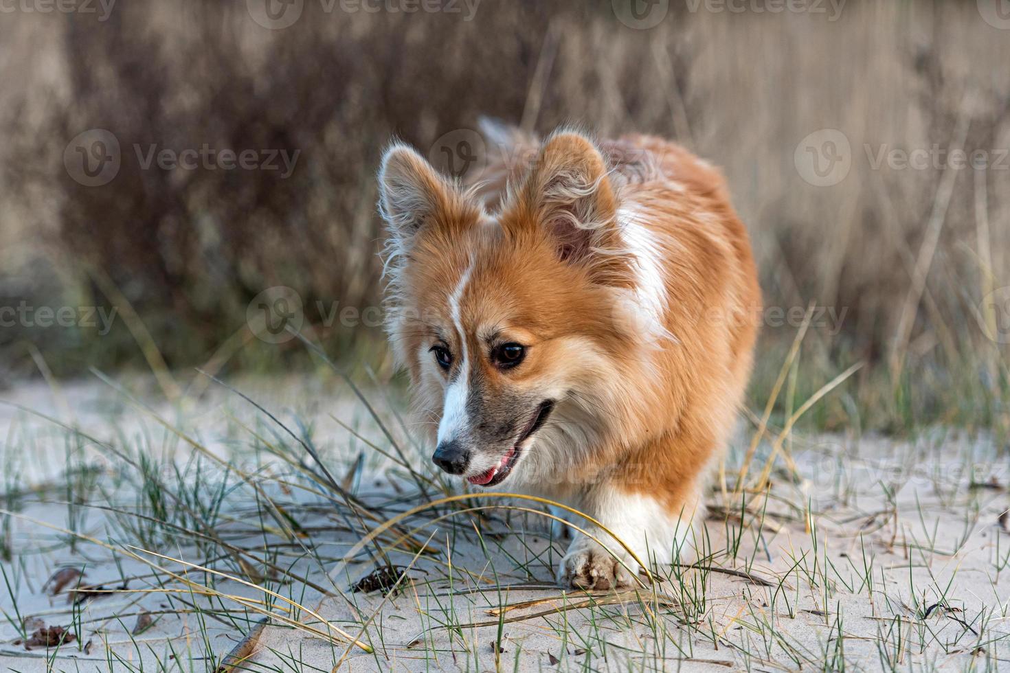 Der walisische Corgi-Welpe läuft am Strand herum und spielt im Sand foto