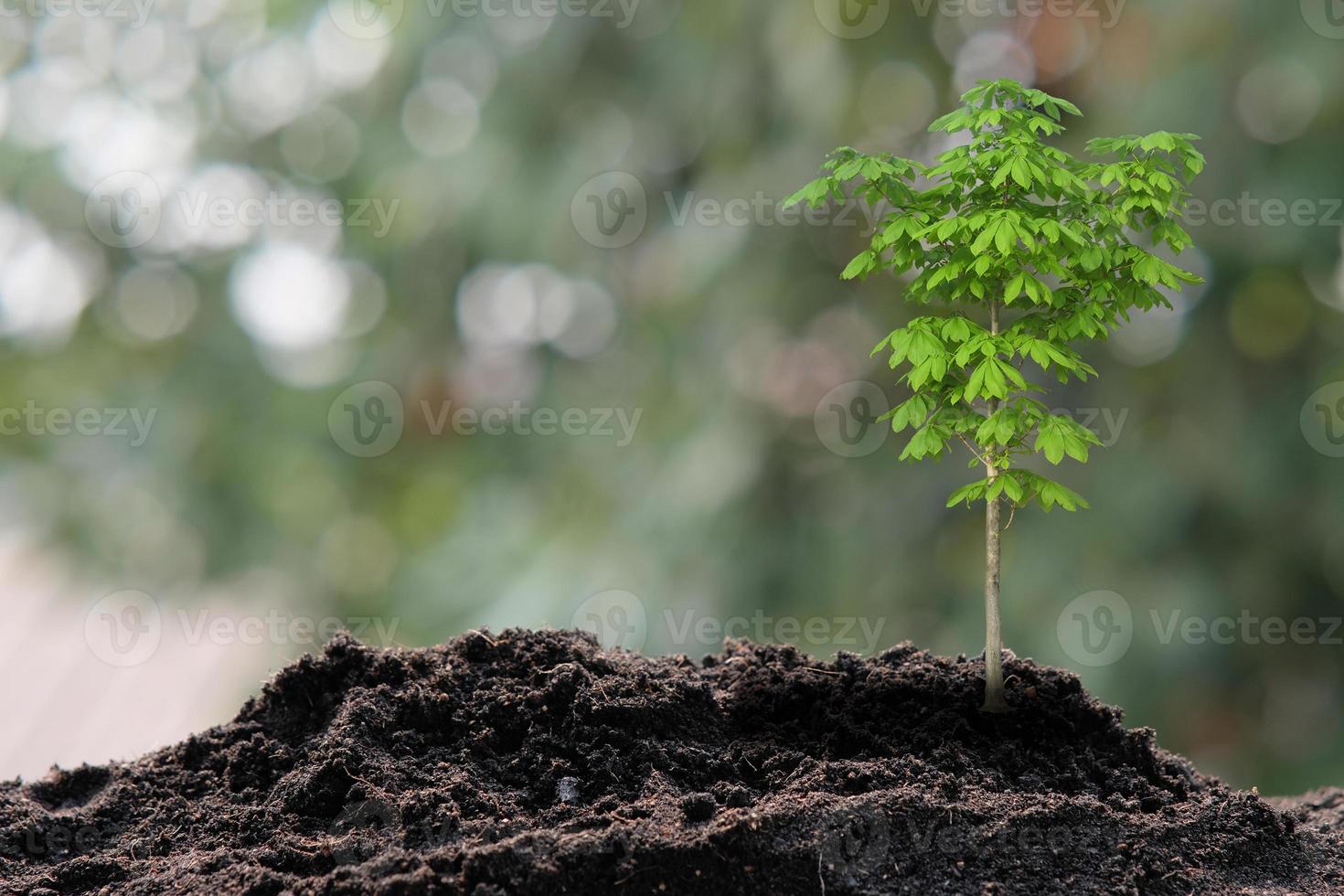 kleiner Baum, der auf grünem Hintergrund wächst foto