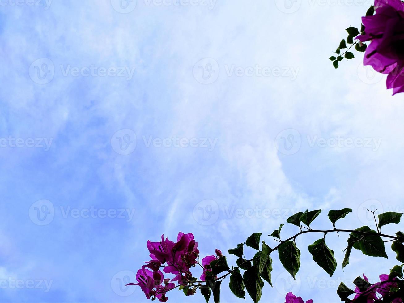 Bougainvillea und Himmel Fotos