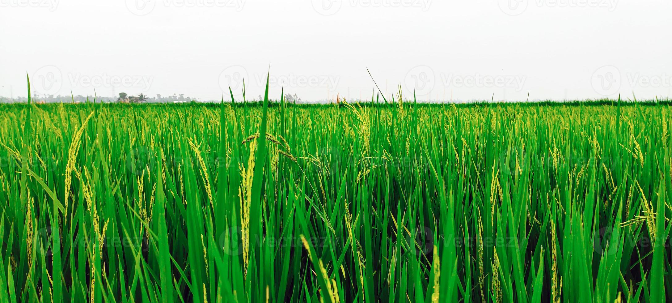 Paddy Feld Blau Himmel Über das See, natürlich Aussicht von Dorf Ackerland foto