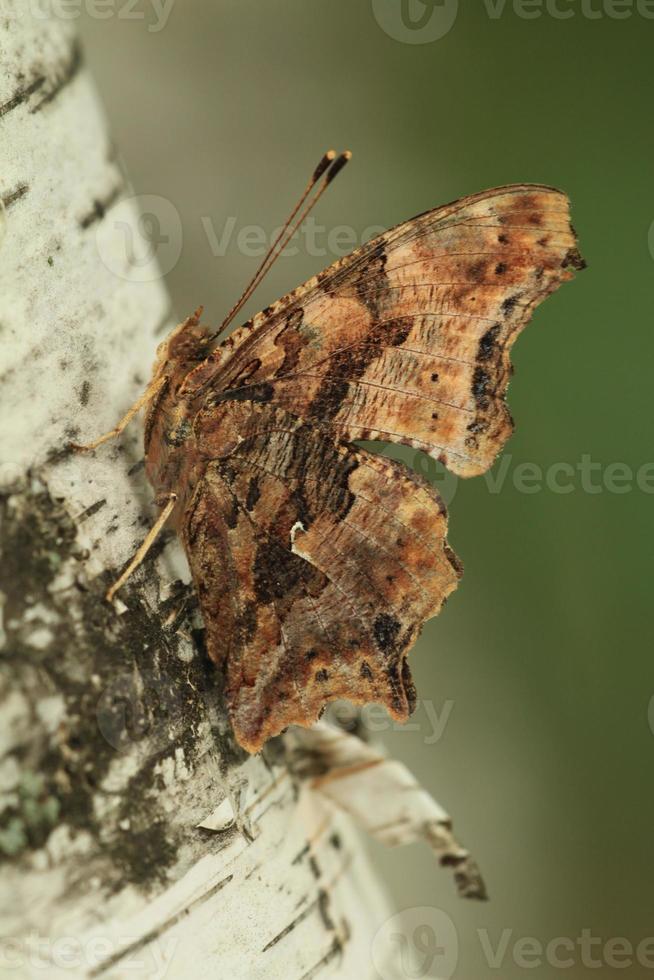östlichen Komma Schmetterling auf Birke Rinde foto
