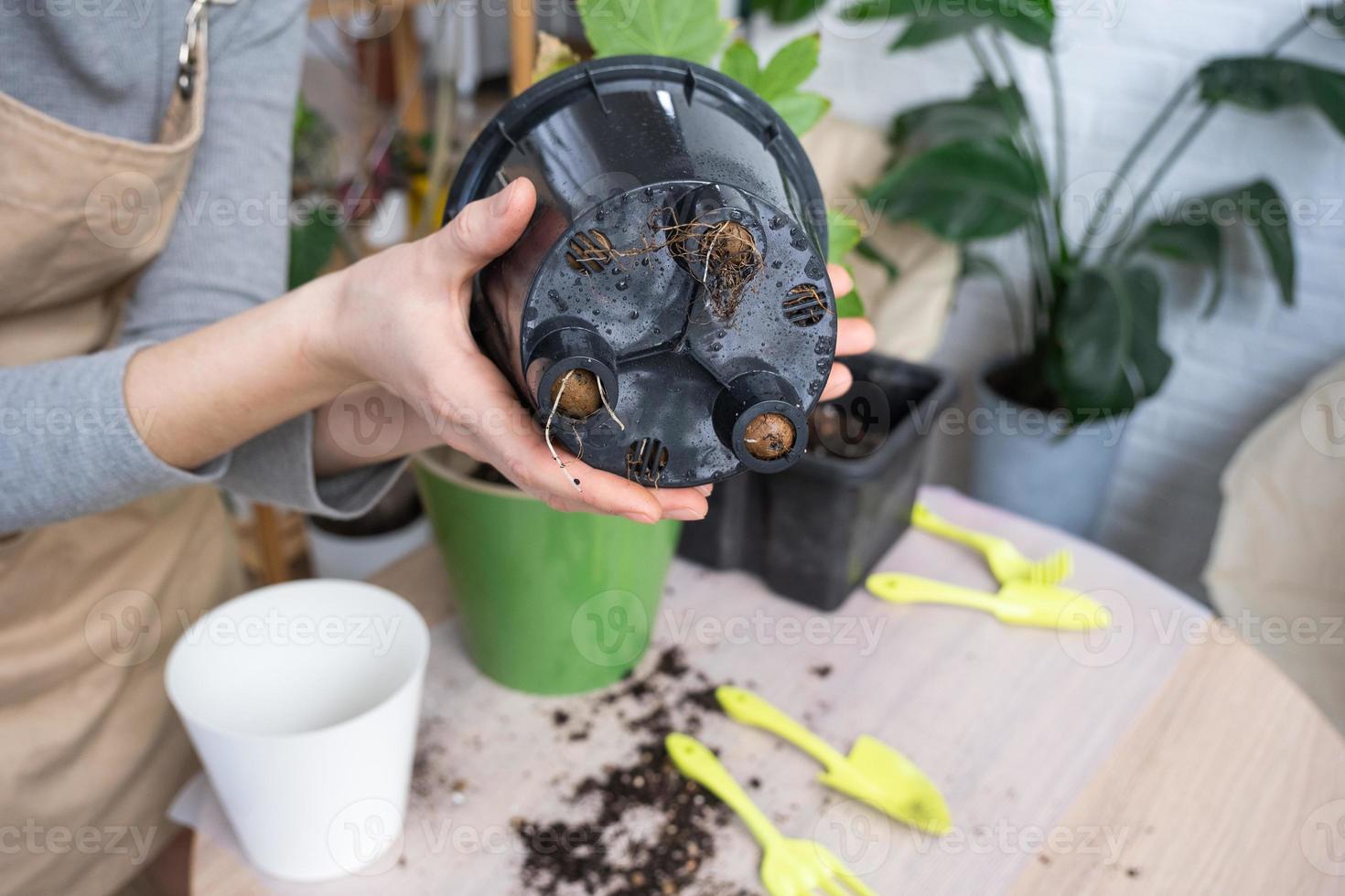 das irden Klumpen von ein Zuhause eingetopft Pflanze ist verschlungen mit Wurzeln, das Pflanze hat entwachsen das Topf. das brauchen zum ein Pflanze neu bepflanzen. Umpflanzen und Pflege zum ein Zuhause Anlage, Rhizome, Wurzel verrotten foto