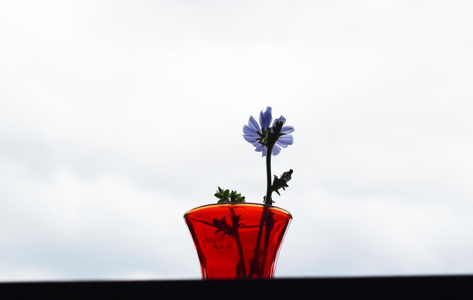 lila Blume in einer roten Keramikvase foto