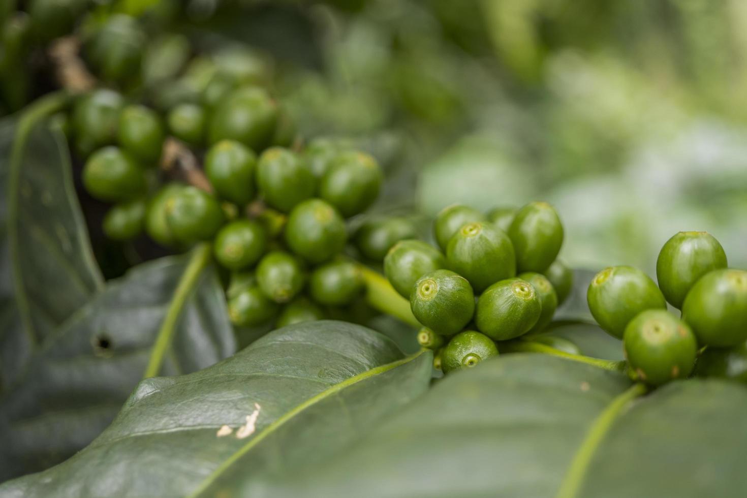 schließen oben Foto von Grün Kaffee Bohne wann Frühling Jahreszeit. das Foto ist geeignet zu verwenden zum Natur Hintergrund, Inhalt Sozial Medien und Obst Poster.